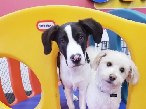 Making friends in dog daycare and boarding