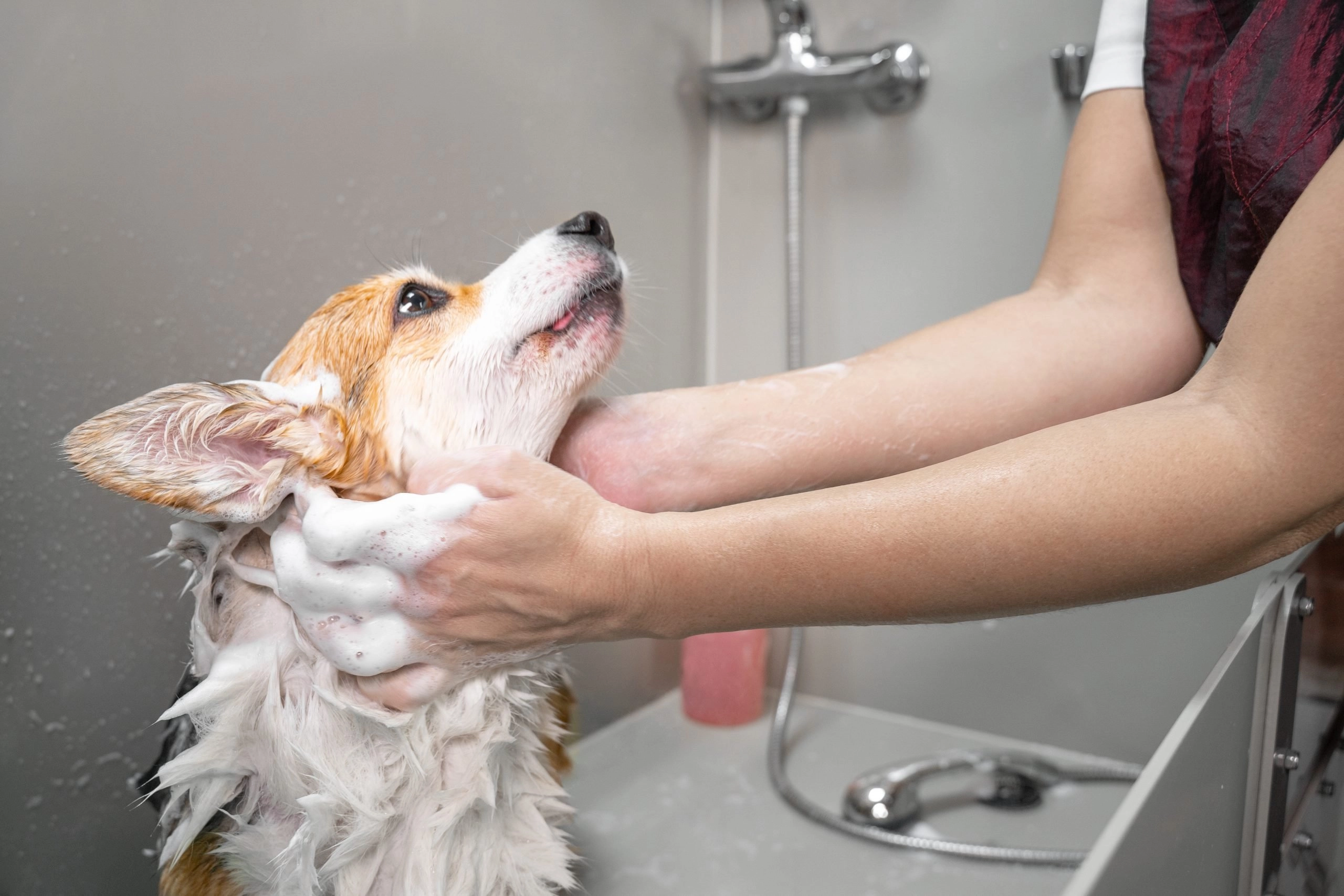 Dog Grooming sweet dog looking
