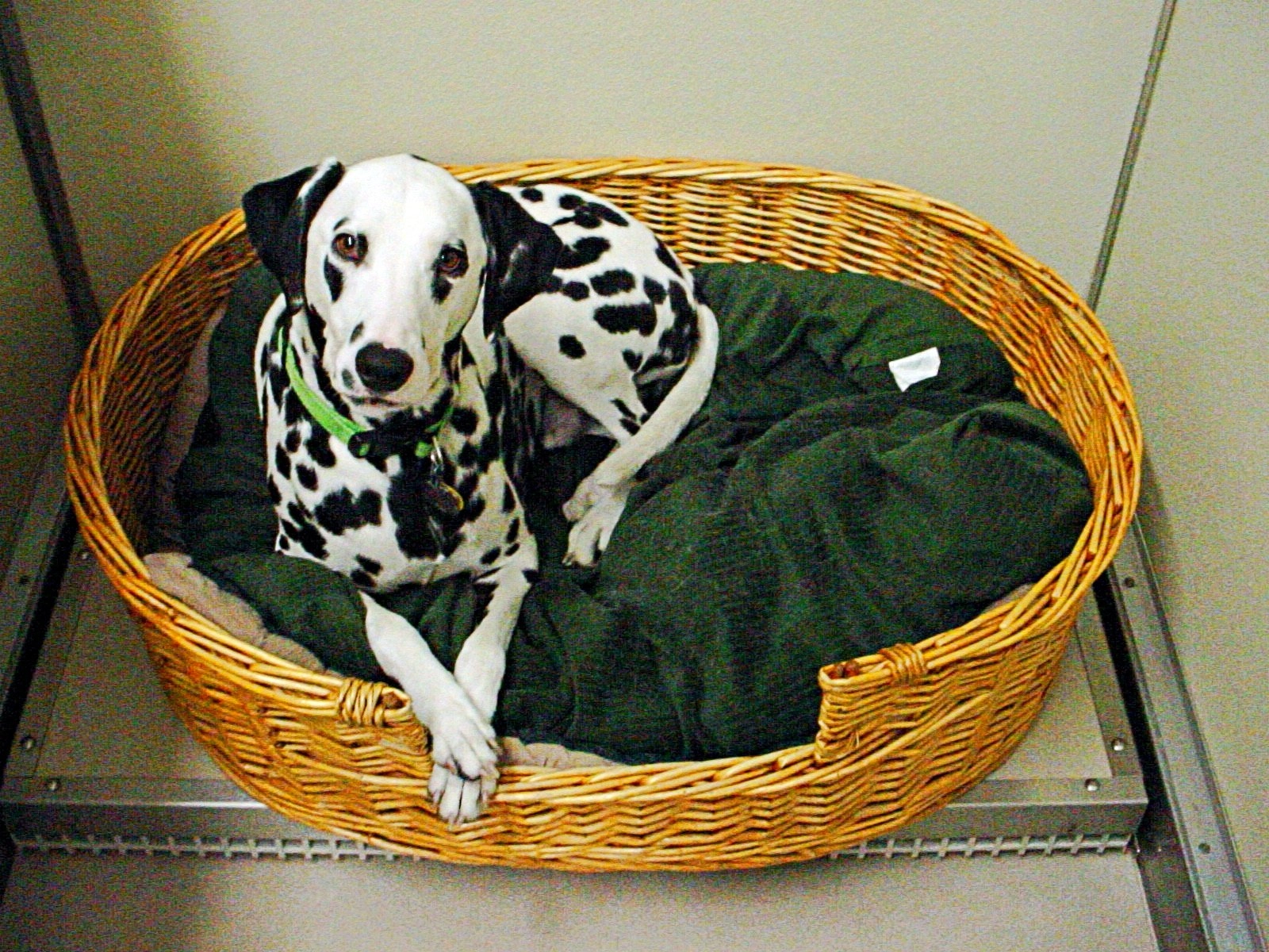 Comfy dog boarding for you pet