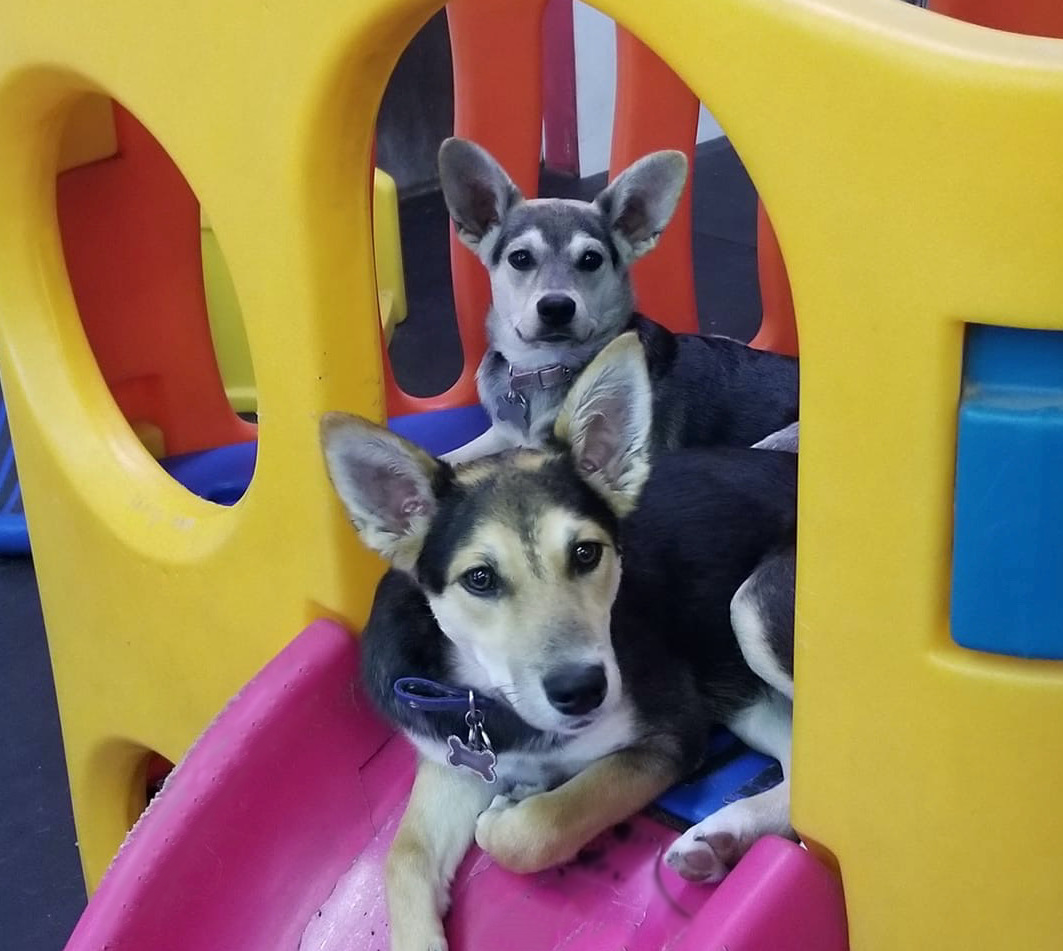 Two Dog Daycare Dogs on Slide