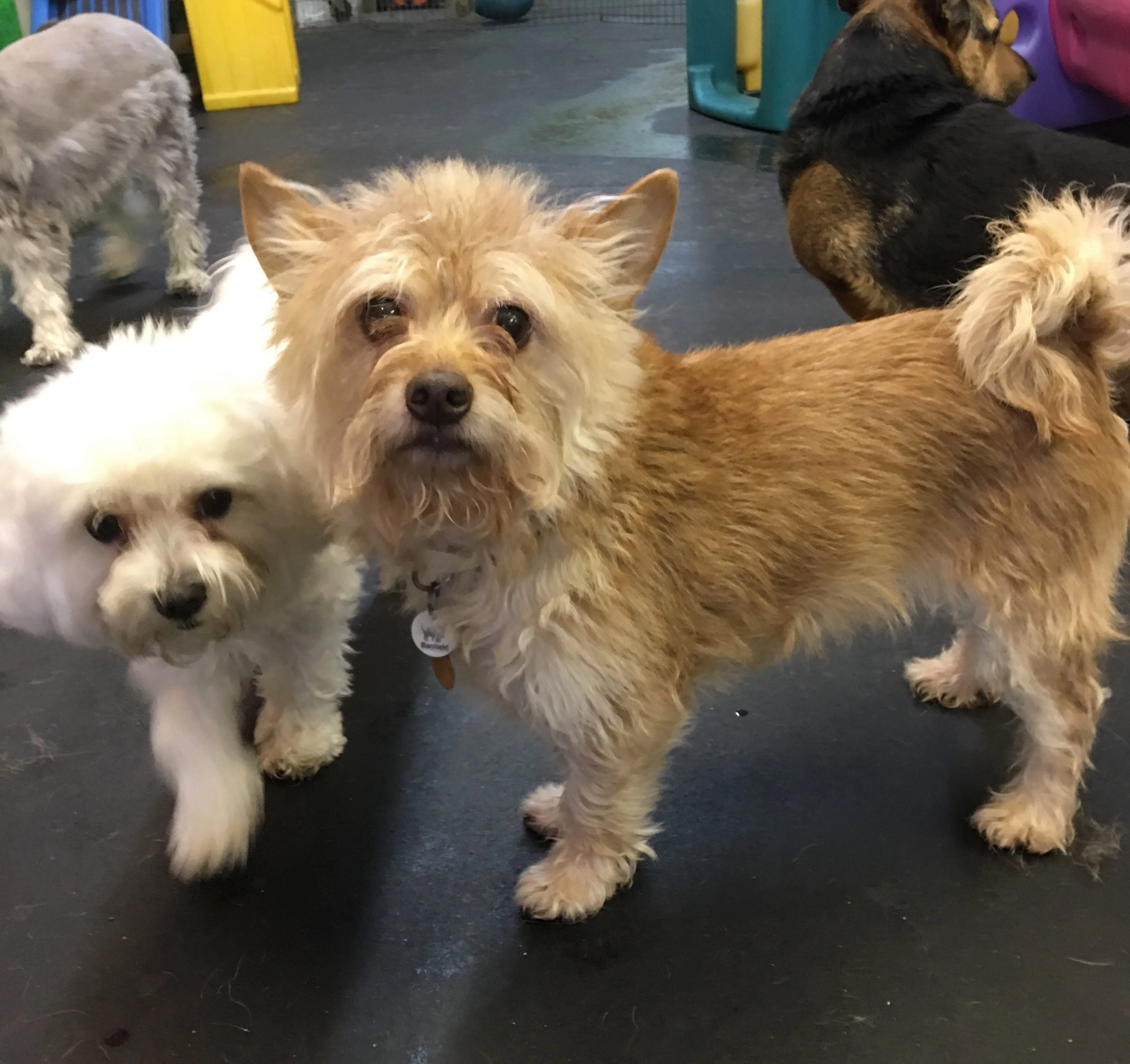 Small Dog Daycare