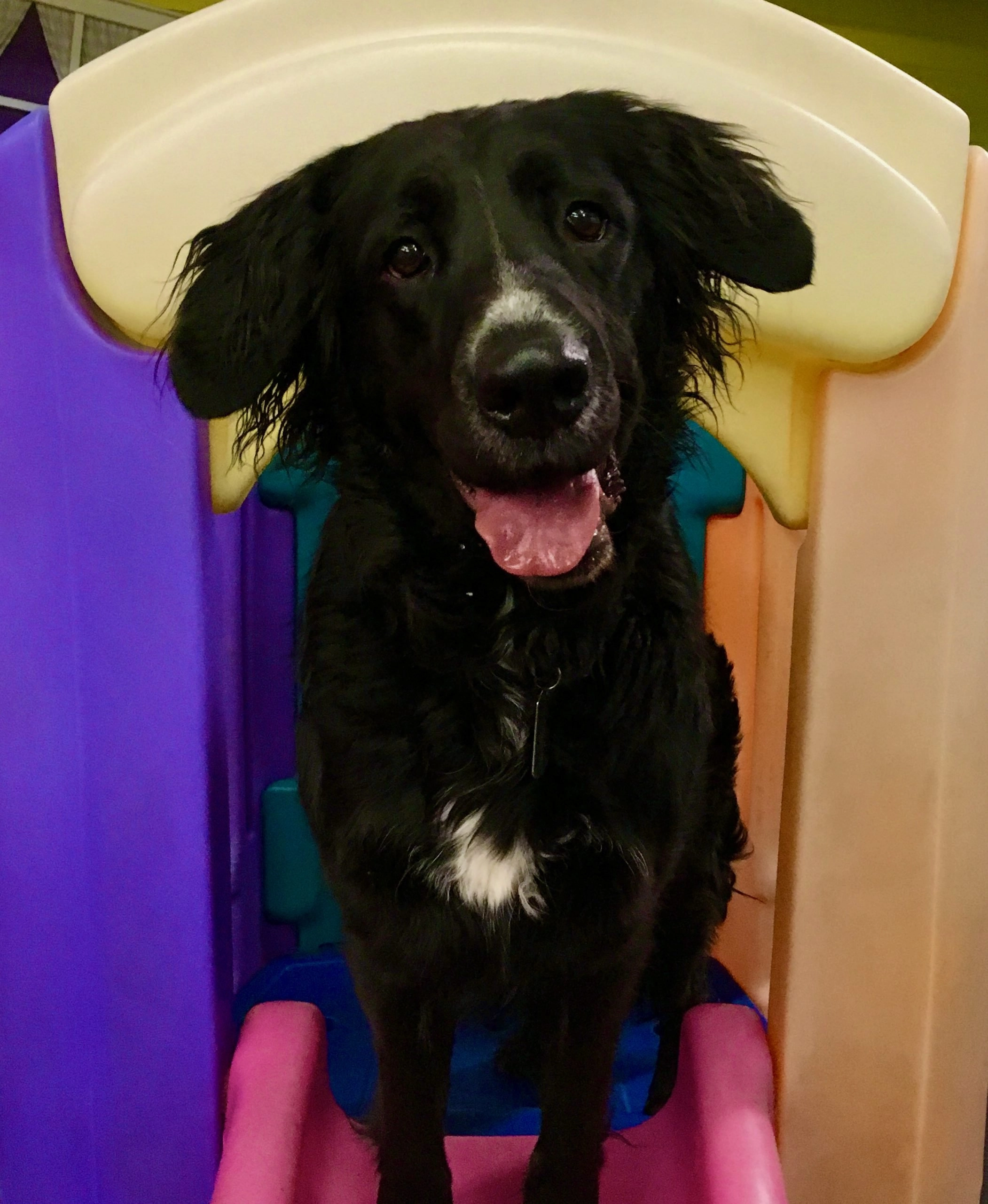 Smiling Dog Daycare Dog